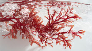 Red seaweed 